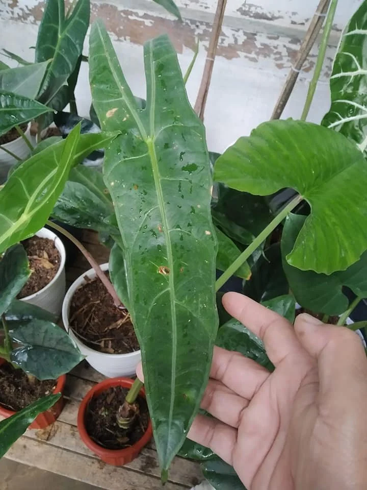 ALOCASIA LONGILOBA — Aroidpedia